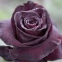 Rosier Black BACCARA ® Meidebenne