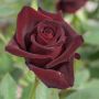 Rosier Black BACCARA ® Meidebenne