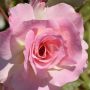 Rosier CHARLES AZNAVOUR ® Meibeausai