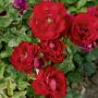 Rosier Lili Marlène