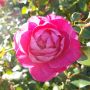 Rosier buisson MANOU MEILLAND ® Meitulimon