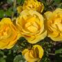 Rosier RAYON DE SOLEIL ® Meianycid