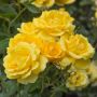 Rosier RAYON DE SOLEIL ® Meianycid