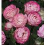 Rosier Acropolis ® Meicrado