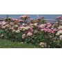 Roses Acropolis