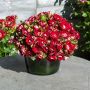 Rosier LOVITA ® II  Meimasula