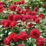 Rosier MONA LISA ® Meilyxir