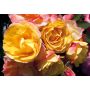 Rosier Tzigane ® Meimucho