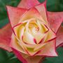 ROSIER ORIGAMI ® Meimozahiq