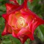 ROSIER ORIGAMI ® Meimozahiq