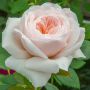 Rosier Grimpant SABRINA ® Meiptorius
