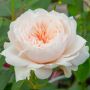 Rosier Grimpant SABRINA ® Meiptorius