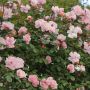 Rosier Grimpant CLAIR MATIN ® Meimont