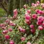 Rosier grimpant Cyclamen PIERRE DE RONSARD ® Margaret Mae