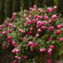 Rosier grimpant Cyclamen PIERRE DE RONSARD ® Margaret Mae
