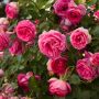 Rosier grimpant Cyclamen PIERRE DE RONSARD ® Margaret Mae