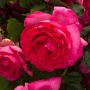 Rosier grimpant Cyclamen PIERRE DE RONSARD ® Margaret Mae