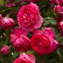 Rosier grimpant Cyclamen PIERRE DE RONSARD ® Margaret Mae
