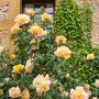 Rosier Grimpant Mme A. Meilland
