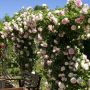 Rosier Grimpant PIERRE DE RONSARD ® Meiviolin