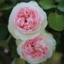 Rosier Grimpant PIERRE DE RONSARD ® Meiviolin
