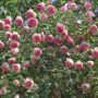 Rosier Grimpant PIERRE DE RONSARD ® Meiviolin