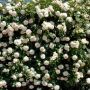 Rosier Grimpant PALAIS ROYAL ® Meiviowit 