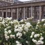 Rosier Grimpant PALAIS ROYAL ® Meiviowit 