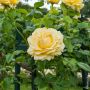 Rosier Grimpant CYRANO DE BERGERAC ® Meivanery