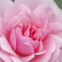 Rosier BONICA ® Meidomonac
