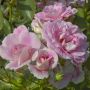 Rosier BONICA ® Meidomonac