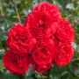 Rosier Demi-tige Scarlet BONICA ® Meiscarlebo