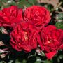 Rosier Demi-tige Scarlet BONICA ® Meiscarlebo