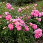Rosier LOVELY PINK ® Meinoplius