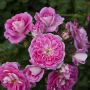 Rosier LOVELY PINK ® Meinoplius
