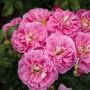 Rosier LOVELY PINK ® Meinoplius