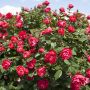 Rosier Cherry Bonica ® Meipeporia