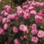 Rosier paysager DEBORAH MEILLANDECOR ® Meinoiral