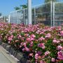 Rosier Magic MEILLANDECOR ® Meibonrib