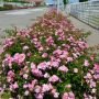 Rosier Magic MEILLANDECOR ® Meibonrib