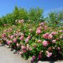 Rosier LES QUATRE SAISONS ® Meifafio