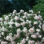 Rosier paysager ICE MEILLANDECOR ® Meivahyn