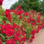 Rosier paysager HELLO ® Meikinba