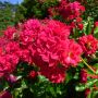 Rosier paysager HELLO ® Meikinba