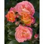Rosier Peach DRIFT ® Meiggili 