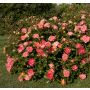 Rosier Peach DRIFT ® Meiggili 