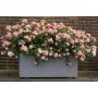 Rosier Peach DRIFT ® Meiggili 