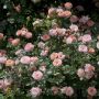 Rosier Apricot DRIFT® Meimirote
