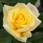 Rosier buisson RUSTICA ® III Meilaocil