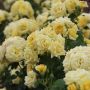 Rosier buisson RUSTICA ® III Meilaocil